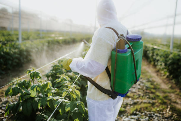 Best Bed Bug Extermination  in Elm Springs, AR